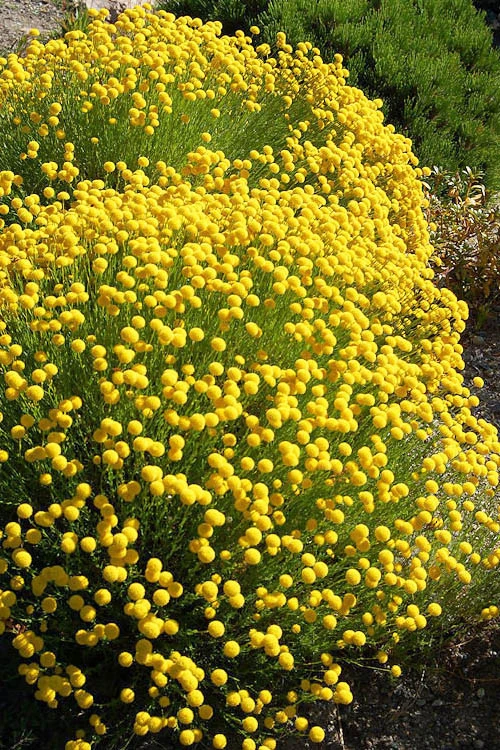 Green Santolina (Lavender Cotton) - 5 Pack Of Quart Pots 1 Green Santolina (Lavender Cotton) - 5 Pack Of Quart Pots