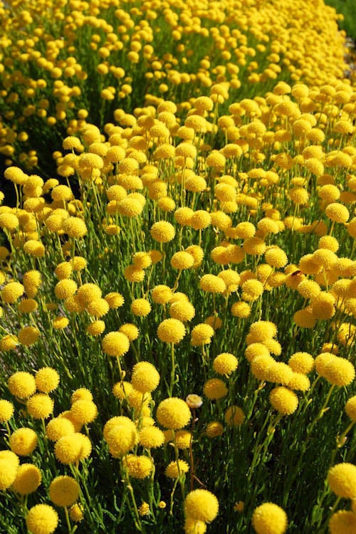 Green Santolina (Lavender Cotton) - 5 Pack Of Quart Pots 7 Green Santolina (Lavender Cotton) - 5 Pack Of Quart Pots - Image 7