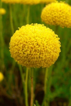 Green Santolina (Lavender Cotton) - 5 Pack Of Quart Pots 17 Green Santolina (Lavender Cotton) - 5 Pack Of Quart Pots -Wilson Bros Gardens santolina virens green lavender cotton 7