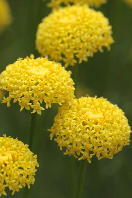 Green Santolina (Lavender Cotton) - 5 Pack Of Quart Pots 4 Green Santolina (Lavender Cotton) - 5 Pack Of Quart Pots - Image 4