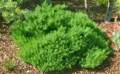 Green Santolina (Lavender Cotton) - 5 Pack Of Quart Pots 14 Green Santolina (Lavender Cotton) - 5 Pack Of Quart Pots -Wilson Bros Gardens santolina virens green lavender cotton 9