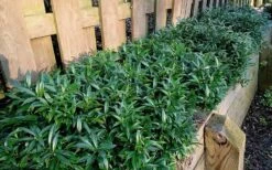 Fragrant Valley Sweetbox (Sarcococca) - 2 Gallon Pot 10 Fragrant Valley Sweetbox (Sarcococca) - 2 Gallon Pot -Wilson Bros Gardens sarcoccoca hookeriana sarsid 1 fragrant valley sweetbox 10 1