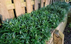 Fragrant Valley Sweetbox (Sarcococca) - 1 Gallon Pot 10 Fragrant Valley Sweetbox (Sarcococca) - 1 Gallon Pot -Wilson Bros Gardens sarcoccoca hookeriana sarsid 1 fragrant valley sweetbox 10