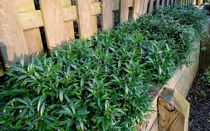Fragrant Valley Sweetbox (Sarcococca) - 1 Gallon Pot 4 Fragrant Valley Sweetbox (Sarcococca) - 1 Gallon Pot - Image 4