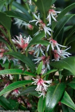 Fragrant Valley Sweetbox (Sarcococca) - 2 Gallon Pot 12 Fragrant Valley Sweetbox (Sarcococca) - 2 Gallon Pot -Wilson Bros Gardens sarcoccoca hookeriana sarsid 1 fragrant valley sweetbox 5 1
