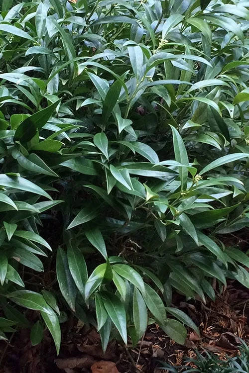 Fragrant Valley Sweetbox (Sarcococca) - 2 Gallon Pot 5 Fragrant Valley Sweetbox (Sarcococca) - 2 Gallon Pot - Image 5