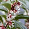 Fragrant Valley Sweetbox (Sarcococca) - 1 Gallon Pot