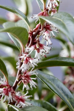 Fragrant Valley Sweetbox (Sarcococca) - 1 Gallon Pot