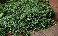 Fragrant Valley Sweetbox (Sarcococca) - 2 Gallon Pot 13 Fragrant Valley Sweetbox (Sarcococca) - 2 Gallon Pot -Wilson Bros Gardens sarcoccoca hookeriana sarsid 1 fragrant valley sweetbox 9 2