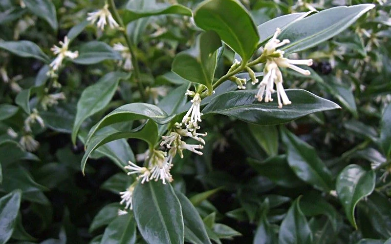 Fragrant Mountain Sweetbox (Sarcococca) - 1 Gallon Pot 5 Fragrant Mountain Sweetbox (Sarcococca) - 1 Gallon Pot - Image 5