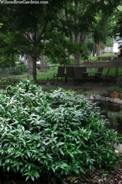 Fragrant Mountain Sweetbox (Sarcococca) - 1 Gallon Pot