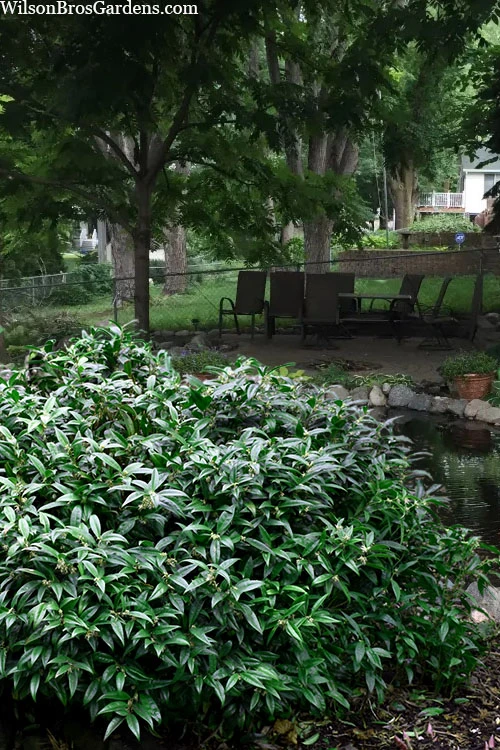 Fragrant Mountain Sweetbox (Sarcococca) - 1 Gallon Pot 1 Fragrant Mountain Sweetbox (Sarcococca) - 1 Gallon Pot