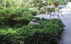 Fragrant Mountain Sweetbox (Sarcococca) - 1 Gallon Pot 12 Fragrant Mountain Sweetbox (Sarcococca) - 1 Gallon Pot -Wilson Bros Gardens sarcoccoca hookeriana sarsid 2 fragrant mountain sweetbox 3