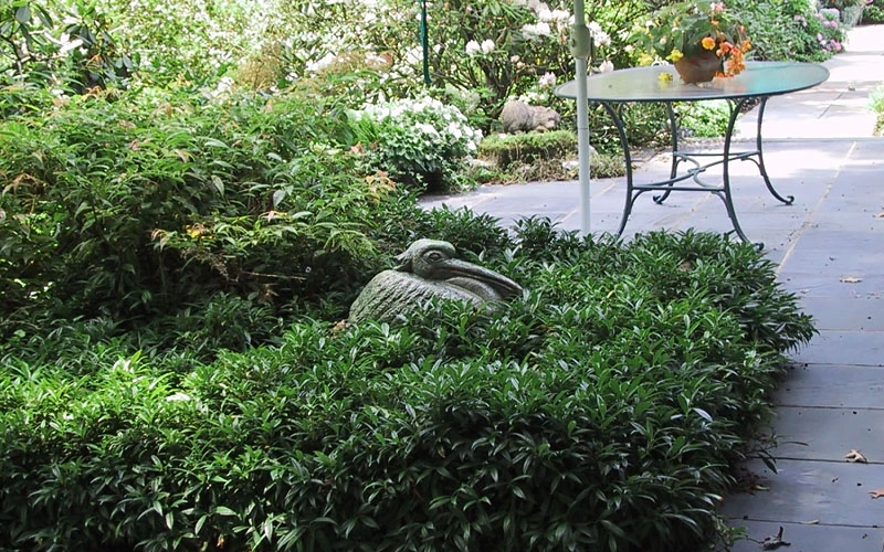 Fragrant Mountain Sweetbox (Sarcococca) - 1 Gallon Pot 6 Fragrant Mountain Sweetbox (Sarcococca) - 1 Gallon Pot - Image 6