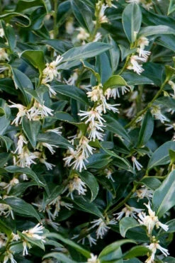 Fragrant Mountain Sweetbox (Sarcococca) - 1 Gallon Pot 10 Fragrant Mountain Sweetbox (Sarcococca) - 1 Gallon Pot -Wilson Bros Gardens sarcoccoca hookeriana sarsid 2 fragrant mountain sweetbox 4