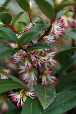 Sweet & Lo Sweet Box (Sarcococca Hookeriana) - 2 Gallon Pot -Wilson Bros Gardens sarcoccoca hookeriana sweet and lo sweetbox 2