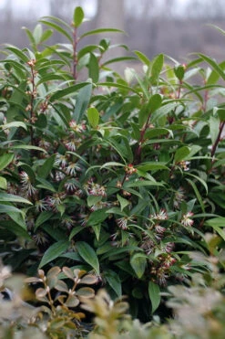 Sweet & Lo Sweet Box (Sarcococca Hookeriana) - 2 Gallon Pot -Wilson Bros Gardens sarcoccoca hookeriana sweet and lo sweetbox 3