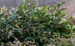 Sweet & Lo Sweet Box (Sarcococca Hookeriana) - 2 Gallon Pot -Wilson Bros Gardens sarcoccoca hookeriana sweet and lo sweetbox 4