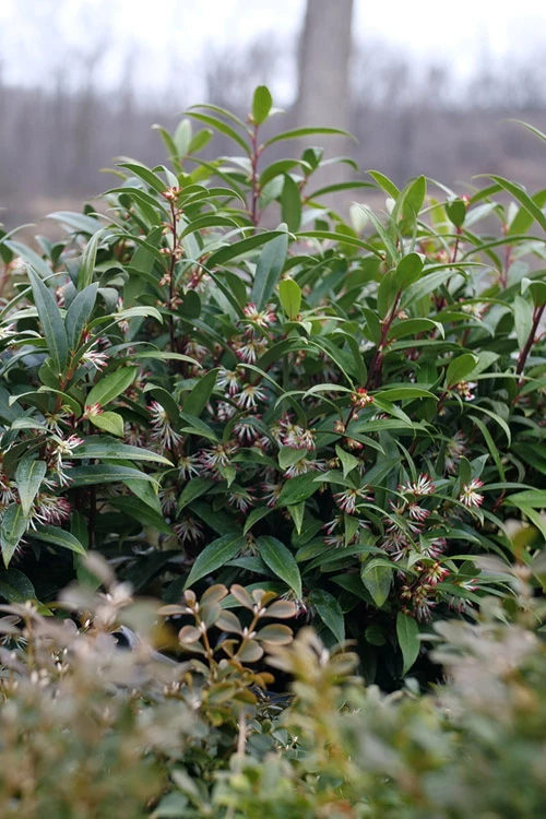 Sweet & Lo Sweet Box (Sarcococca Hookeriana) - 1 Gallon Pot 7 Sweet & Lo Sweet Box (Sarcococca Hookeriana) - 1 Gallon Pot - Image 7