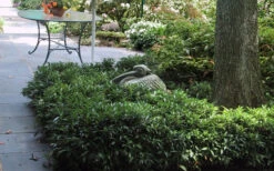 Sweet & Lo Sweet Box (Sarcococca Hookeriana) - 2 Gallon Pot -Wilson Bros Gardens sarcoccoca hookeriana sweet and lo sweetbox 7