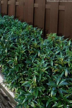 Sweet & Lo Sweet Box (Sarcococca Hookeriana) - 2 Gallon Pot -Wilson Bros Gardens sarcoccoca hookeriana sweet and lo sweetbox 9