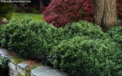 Himalayan Fragrant Sweet Box (Sarcococca Hookeriana) - 3 Gallon Pot -Wilson Bros Gardens sarcoccoca hookeriana var humilis himalayan sweetbox 10