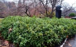 Himalayan Fragrant Sweet Box (Sarcococca Hookeriana) - 1 Gallon Pot -Wilson Bros Gardens sarcoccoca hookeriana var humilis himalayan sweetbox 8 2