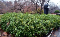 Oriental Fragrant Sweet Box (Sarcococca) - 1 Gallon Pot -Wilson Bros Gardens sarcoccoca hookeriana var humilis himalayan sweetbox 8