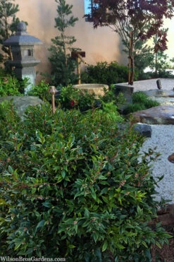 Oriental Fragrant Sweet Box (Sarcococca) - 1 Gallon Pot