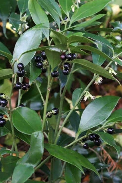 Oriental Fragrant Sweet Box (Sarcococca) - 1 Gallon Pot -Wilson Bros Gardens sarcococca orientalis oriental sweet box 7