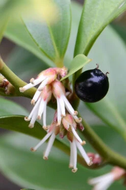 Oriental Fragrant Sweet Box (Sarcococca) - 1 Gallon Pot -Wilson Bros Gardens sarcococca orientalis oriental sweet box 8