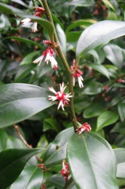 Oriental Fragrant Sweet Box (Sarcococca) - 1 Gallon Pot -Wilson Bros Gardens sarcococca orientalis oriental sweet box 9
