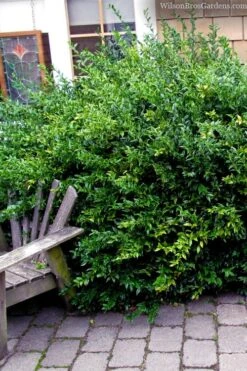 Fragrant Sweet Box (Sarcococca Ruscifolia) - 3 Gallon Pot -Wilson Bros Gardens sarcococca ruscifolia fragrant sweet box 2