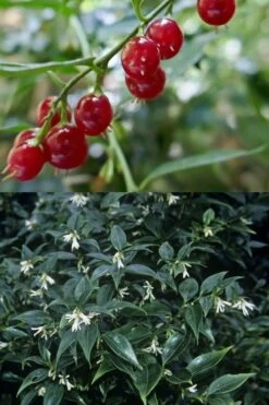Fragrant Sweet Box (Sarcococca Ruscifolia) - 3 Gallon Pot -Wilson Bros Gardens sarcococca ruscifolia fragrant sweet box 4