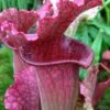 Juthatip Soper Pitcher Plant (Saracennia) - 2.5 Quart Pot