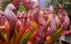 Scarlet Belle Pitcher Plant (Sarracenia) - 2.5 Quart Pot -Wilson Bros Gardens sarracenia scarlet belle pitcher plant 3
