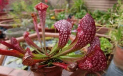 Scarlet Belle Pitcher Plant (Sarracenia) - 2.5 Quart Pot -Wilson Bros Gardens sarracenia scarlet belle pitcher plant 6