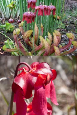 Scarlet Belle Pitcher Plant (Sarracenia) - 2.5 Quart Pot -Wilson Bros Gardens sarracenia scarlet belle pitcher plant 8