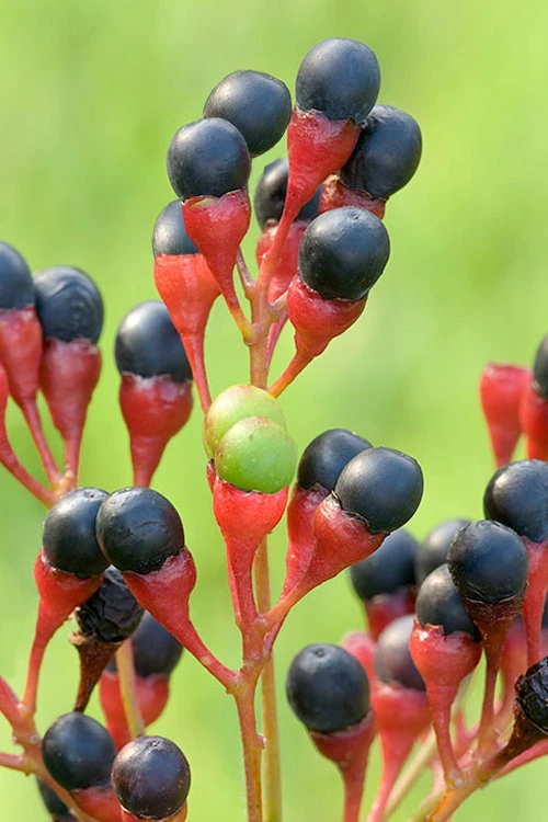 Sassafras Tree (Sassafras Albidium) - 3 Gallon Pot 5 Sassafras Tree (Sassafras Albidium) - 3 Gallon Pot - Image 5