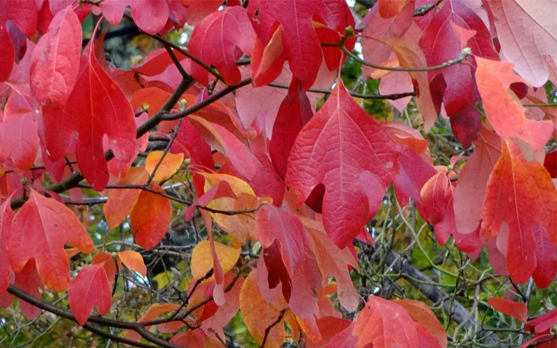 Sassafras Tree (Sassafras Albidium) - 3 Gallon Pot 7 Sassafras Tree (Sassafras Albidium) - 3 Gallon Pot - Image 7