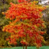 Sassafras Tree (Sassafras Albidium) - 3 Gallon Pot