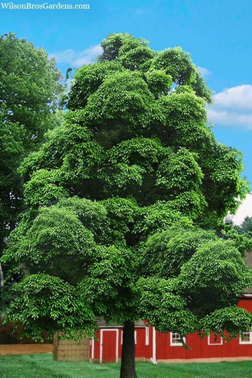 Sassafras Tree (Sassafras Albidium) - 3 Gallon Pot 8 Sassafras Tree (Sassafras Albidium) - 3 Gallon Pot - Image 8