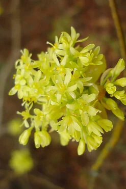 Sassafras Tree (Sassafras Albidium) - 3 Gallon Pot 15 Sassafras Tree (Sassafras Albidium) - 3 Gallon Pot -Wilson Bros Gardens sassafras albidum 9
