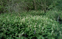 Lizard's Tail Swamp Lily (Saururus Cernuus) - 8 Pack Of 1 Gallon Pots -Wilson Bros Gardens saururus cernuus lizards tail swamp lily 5 1