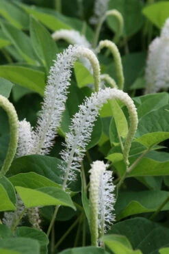 Lizard's Tail Swamp Lily (Saururus Cernuus) - 6 Pack Of 1 Gallon Pots