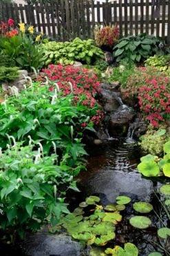 Lizard's Tail Swamp Lily (Saururus Cernuus) - 6 Pack Of 1 Gallon Pots -Wilson Bros Gardens saururus cernuus lizards tail swamp lily 8 3