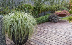 Feather Falls Sedge (Carex Oshimensis) - 5 Pack Of Quart Pots -Wilson Bros Gardens sedge feather falls 3 800x500 1