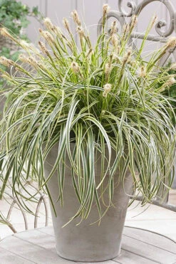 Feather Falls Sedge (Carex Oshimensis) - 5 Pack Of Quart Pots -Wilson Bros Gardens sedge feather falls 500x750 1