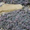 Blue Elf Sedum(Stonecrop) - 12 Pack Of Quart Pots