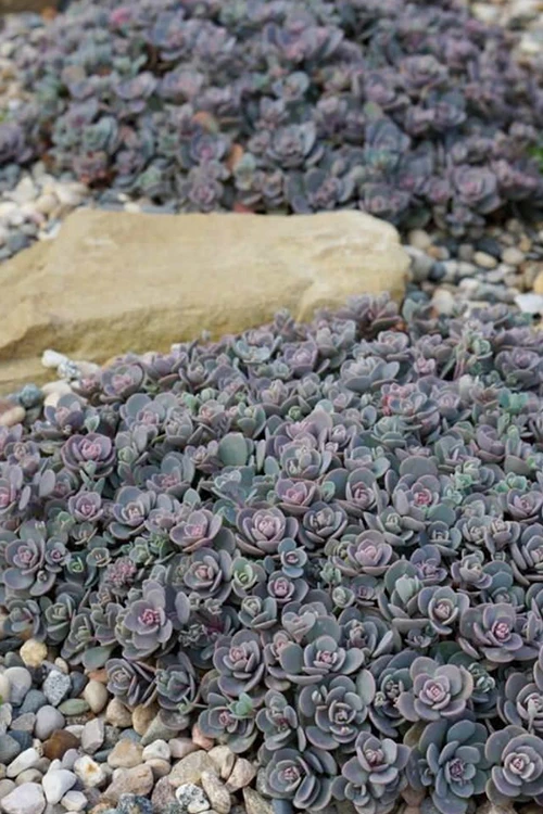 Blue Elf Sedum(Stonecrop) - 12 Pack Of Quart Pots 1 Blue Elf Sedum(Stonecrop) - 12 Pack Of Quart Pots